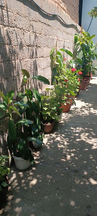 Fikus (Ficus) xona gullari sotiladi
Tavsif: