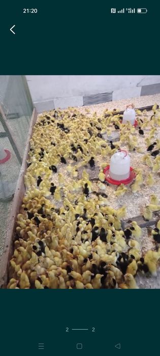 Утки ,гуси ,цыплята