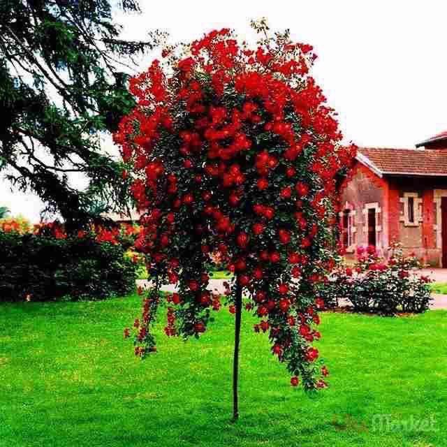 Штамповая роза