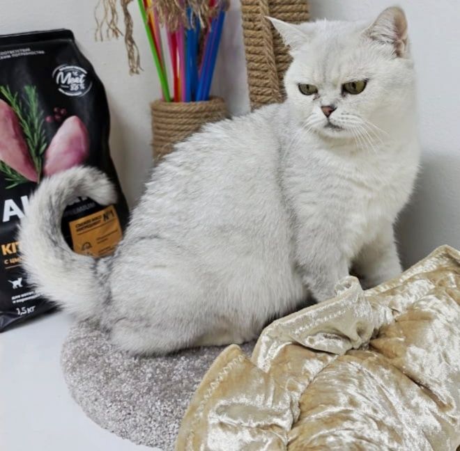 Стерелизованая  кошечка британская