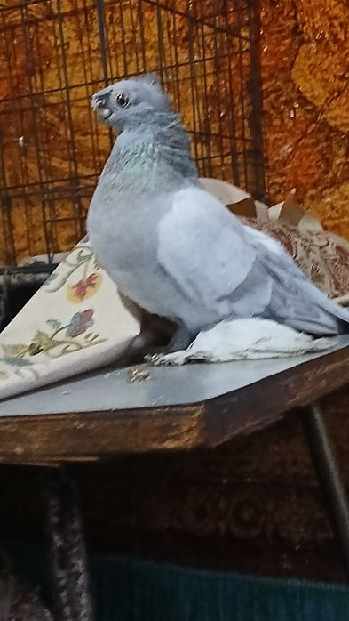 Пепельный самец  возраст 8 месяцев