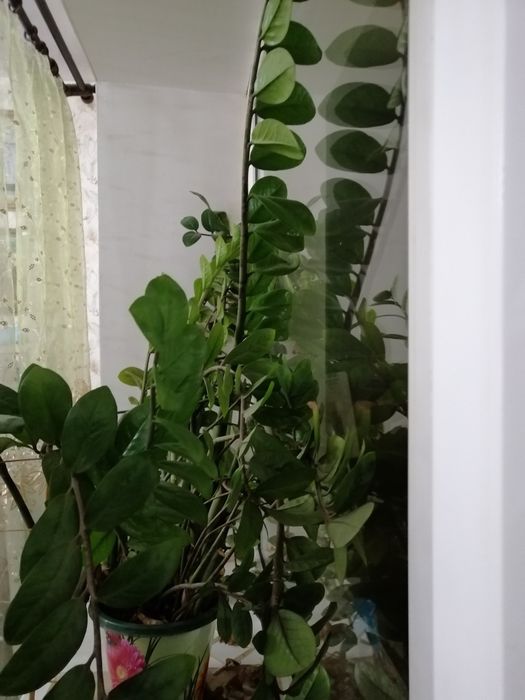 Продам доллоровое дерево