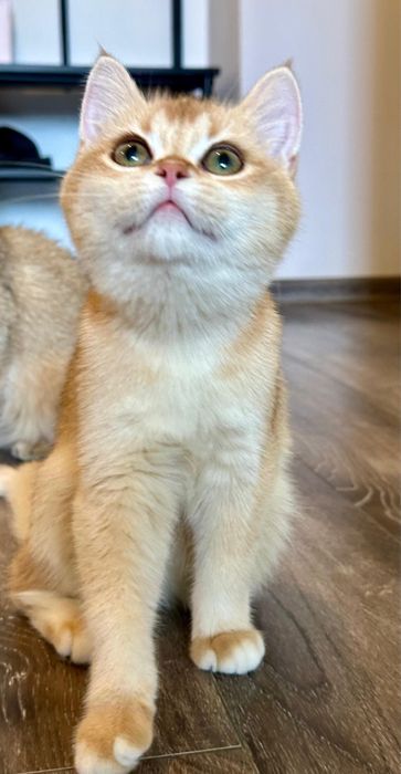 Fetita british shorthair chinchilla golden superba! Pedigree WCF