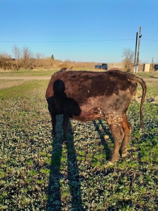 Продам стельную корову