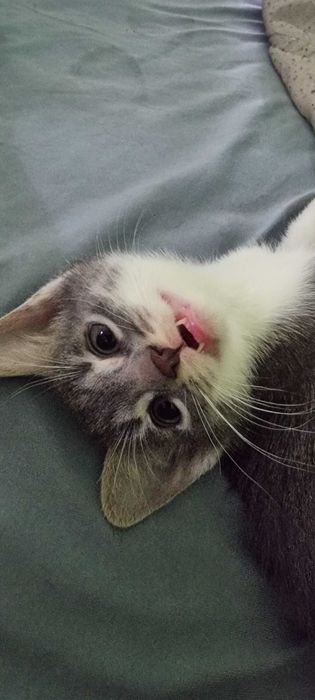 Коте, котета, Стара Загора