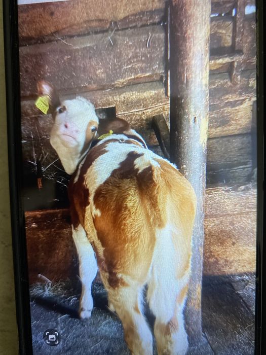 Vaca de vanzare cu vitea