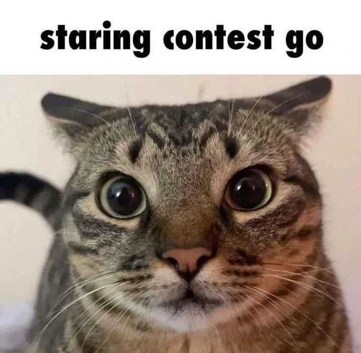 Lot 14 aparate/camere foto și video funcționale