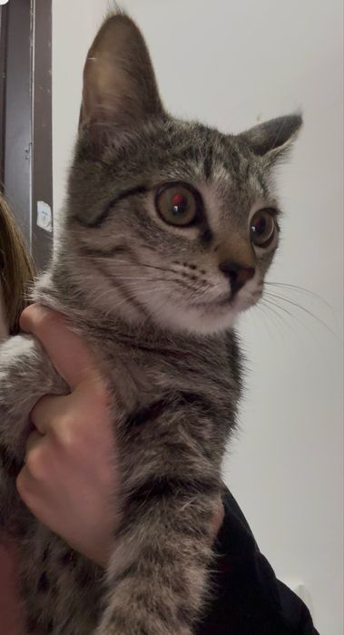 Кот, 6 месяцев мальчик