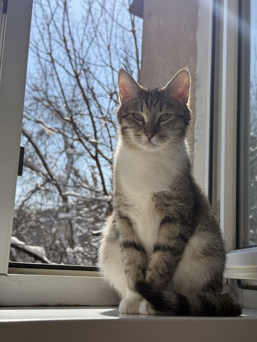 Отдам кошек в добрые руки