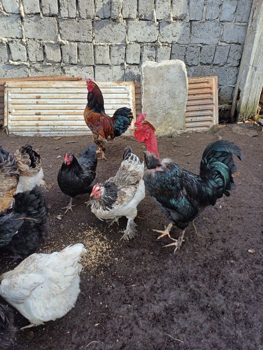 Продам яйцо инкубационное