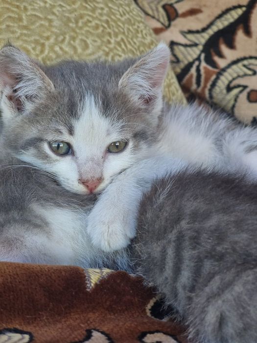 Отдам котят в добрые руки