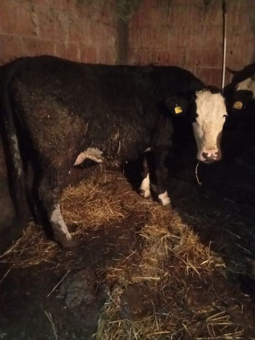 Vacă de lapte fătată de curând