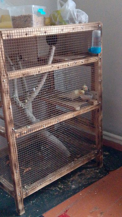 Продам попугаев корелл