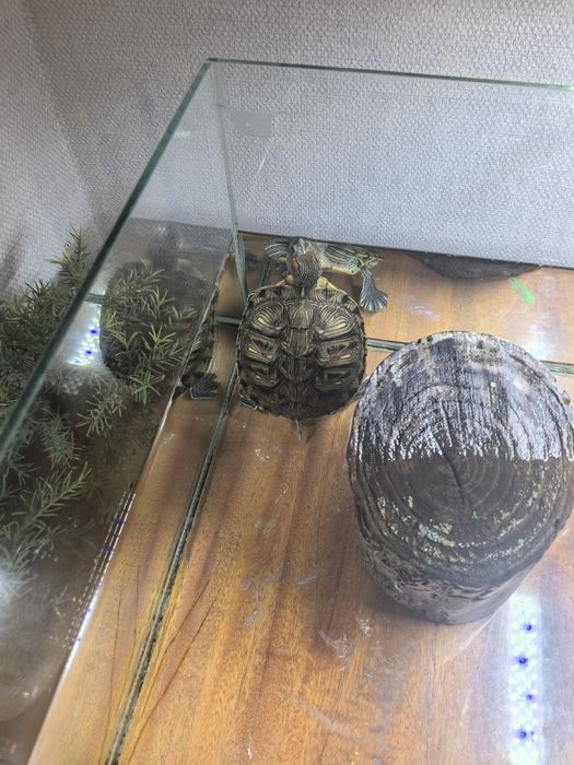 Продам черепаху.