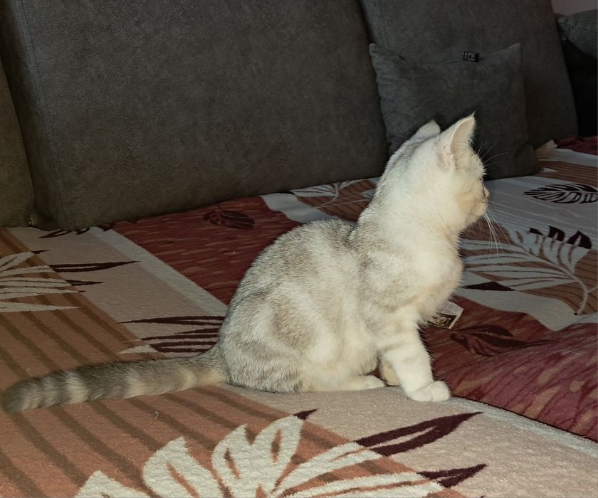 Шотландский котёнок. Мальчик