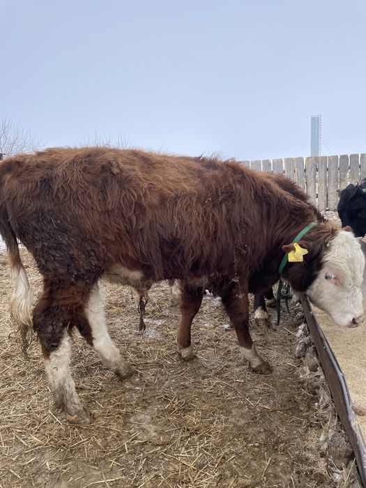 Продам бычков с откорма