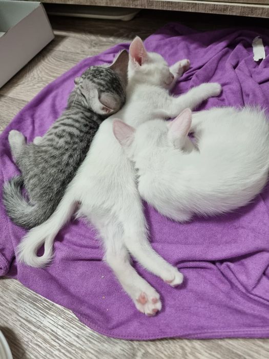 Котят в добрые руки