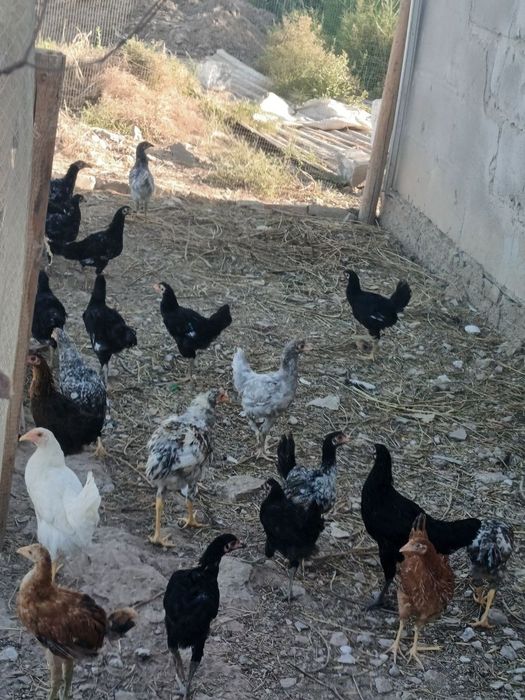 Jujalar sotiladi  hammasi soglom gorib olavarasizlar