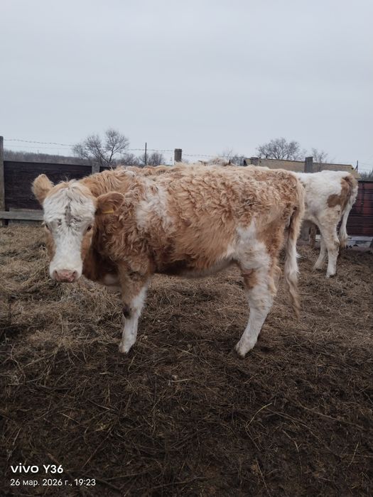 Стельные коровы на разведение