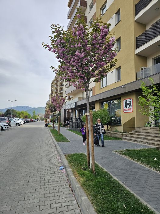 Prunus Serrulata Kanzan ( cireș japonez ) leandru, magnolia trandafiri