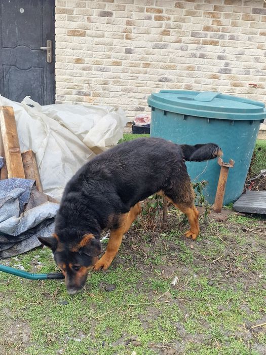 Donez ciobanesc german in neamt.