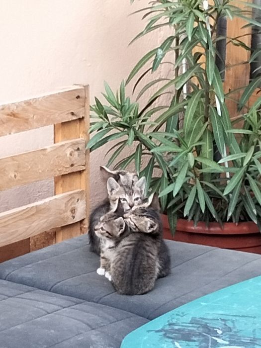 Pui de Pisica Gratuit