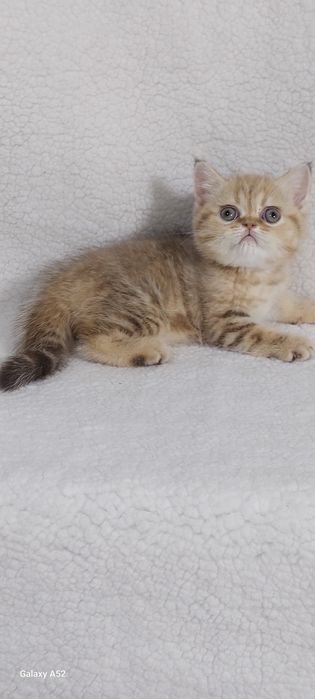 Продаются  котята  страйт  уже  все знают  на пять