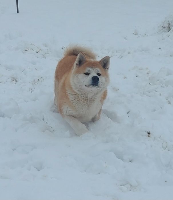 Akita inu japonez