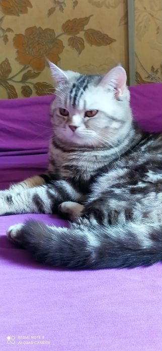 Вязка .Опытный чистокровный скоттиш страйт ждёт кошечек в гости.