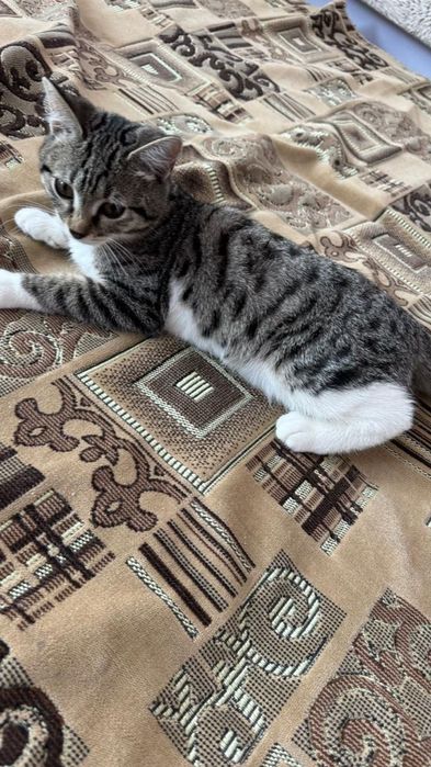 Отдам котенка в добрые руки