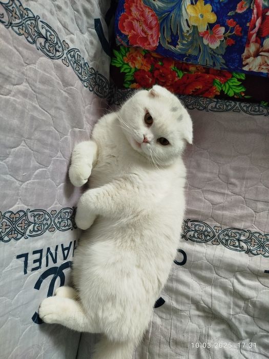 Чисто кровный чисто белый Скотиш Фолд на Вязку