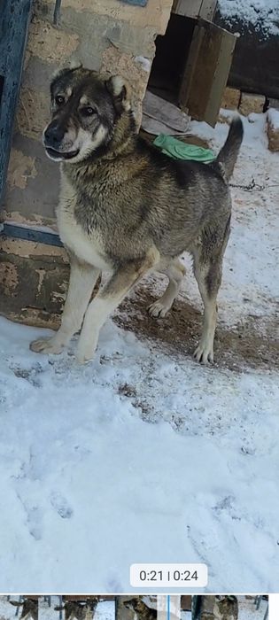 Таза Алабай сатылады