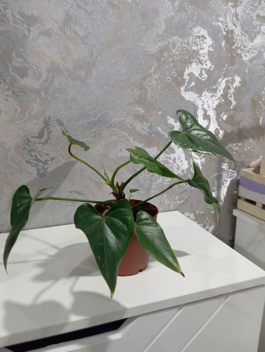 Антуриум цветок.