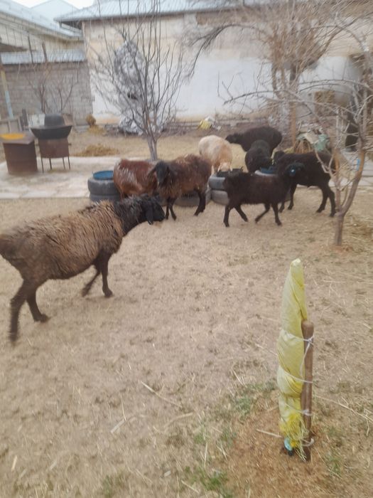 Оптом бугоз куйлар ва кузилар