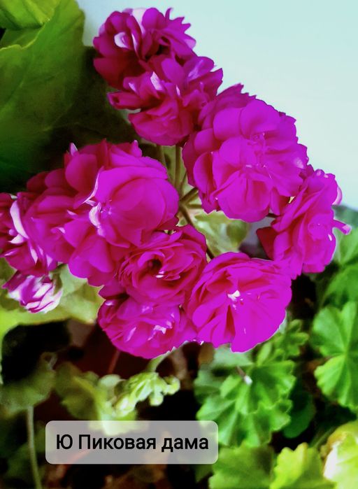 Укоренённые черенки сортовых пеларгоний