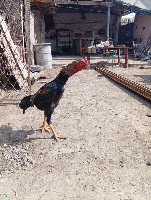 Тухум сотилади.. жожалар бор.