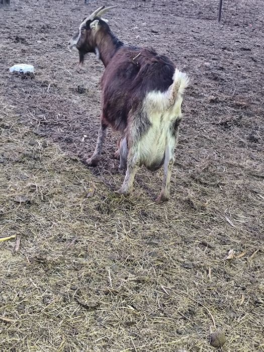 Vând capre gestante