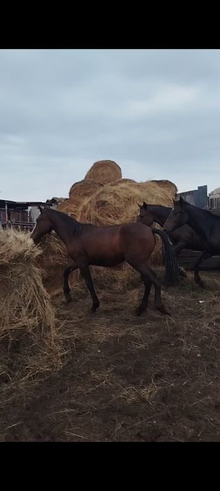 Продам лошадей с откорма 9 голов.