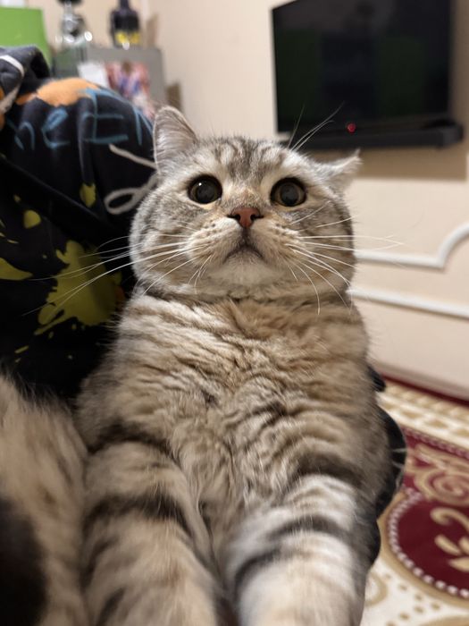 Отдам в хорошие руки