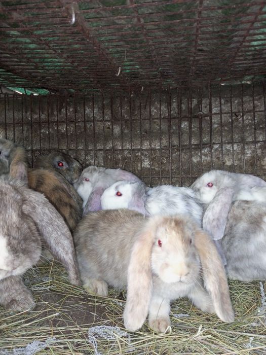 Кролики французский баран