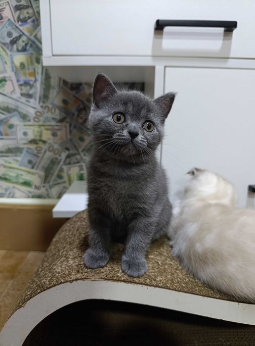 Очаровательные шотландские котята