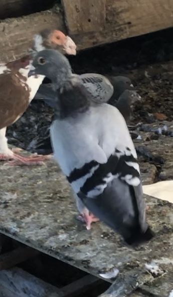 Porumbei voiajori
