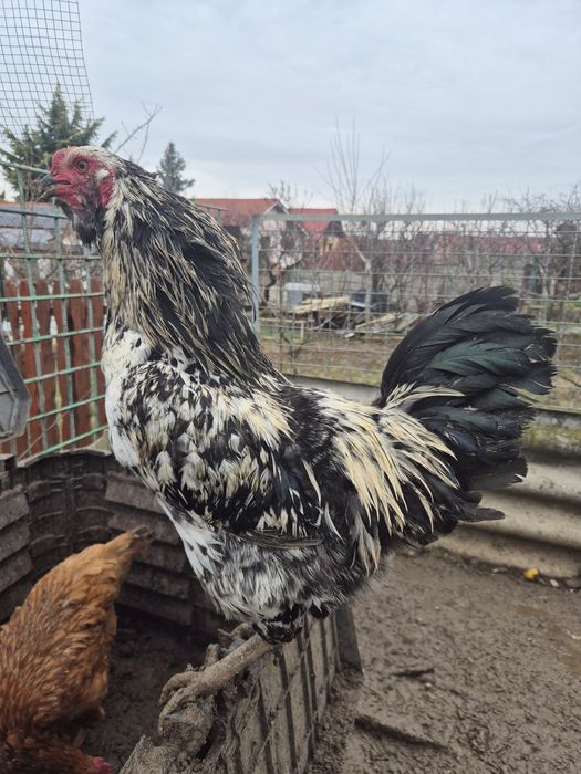 Vând 2 cocoși ameraucana din 2025