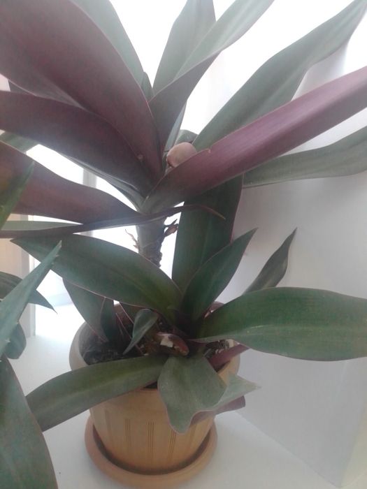 Продам комнатный цветок