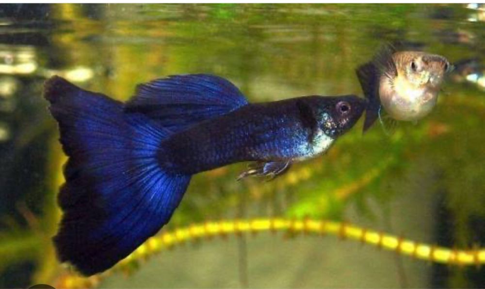 Продам рыбки для аквариума.