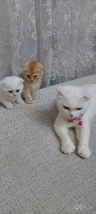 3ta Scottish Fold mushugi