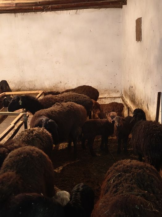 Қозылы қой, саулық