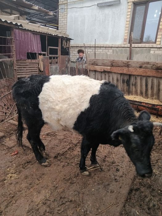 Семіз сиыр сатылады.