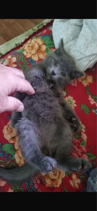Котенок возраст 2 мес.
