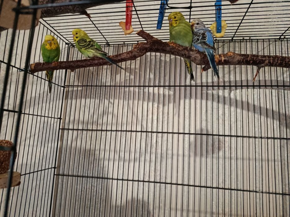 Пара карелл с клеткой